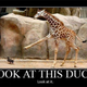 Image for article titled The Power of the Giraffe Compels You